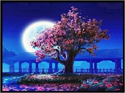 Księżyc, Kwitnące, Drzewo